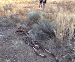 Los vecinos piden la retirada de un ciervo en Villanueva de Valrojo